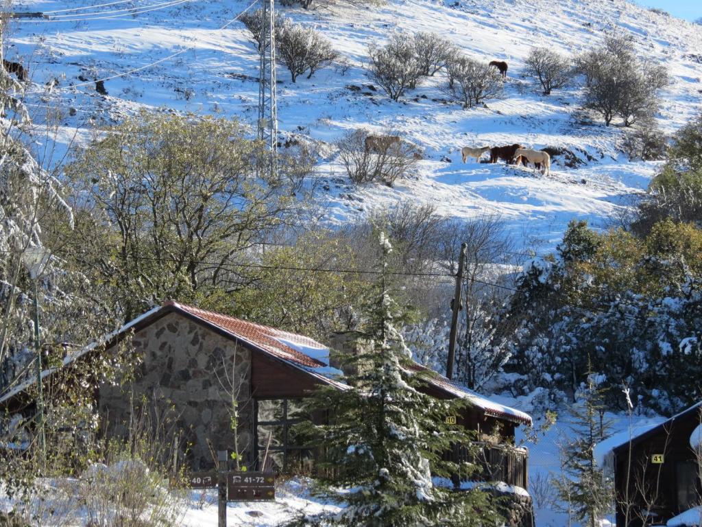 Merom Golan Resort Eksteriør bilde